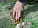 CRABBING 12