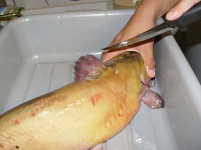 CATFISH CUT 01
