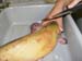 CATFISH CUT 01
