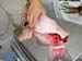 CATFISH CUT 04