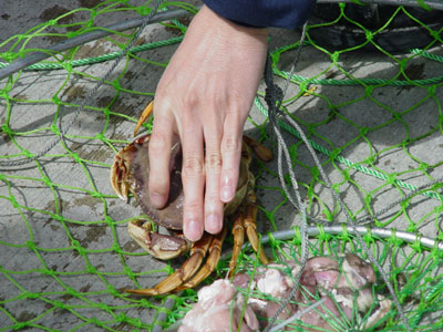 CRABBING 12