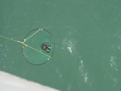 CRABBING 16