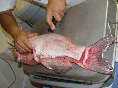 CATFISH CUT 03