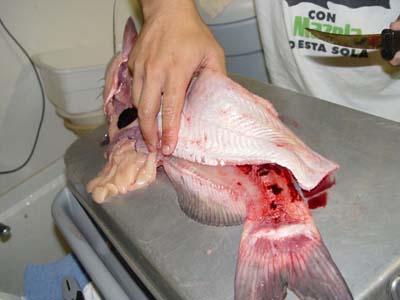 CATFISH CUT 04