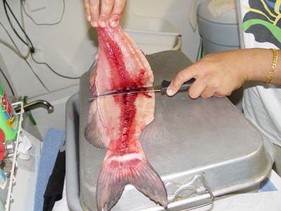CATFISH CUT 05