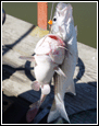 bass price