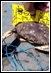 crab